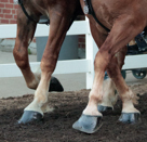 Horses at State Fair